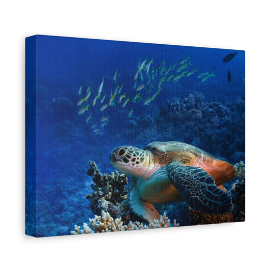 Stretched Canvas, Hawaiian Green Sea Turtle